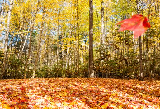Heavy and colorful leaf fall on ground under trees with red leaf floating to ground blurred in motion in Umbagog State Park, USA.