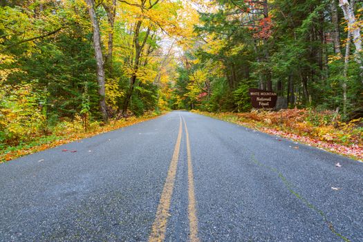 Road ahead with yellow lines through New England colorful  forest in fall