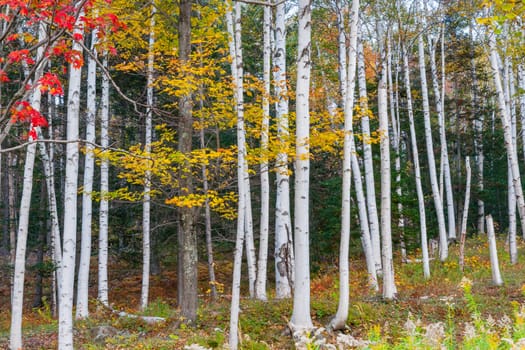 White trunks of Silver or paper birch tree forest in brilliant fall colors.