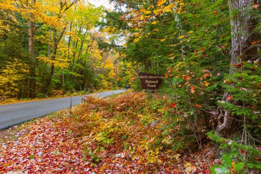 Roadside with colorful leaf drop  and road through New England colorful  forest in fall