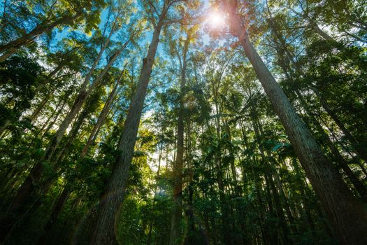 Tall high pine trees forest converging skyward retro effect with lens flare.