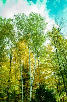 Retro effect towering birch trees in New Hampshire USA
