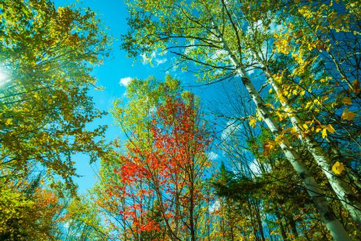Birch trees in fall towering overhead in retro effect colors of green,yellow,red and blue, Maine.