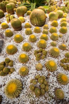 Beautiful small cactus field in Chengdu, China