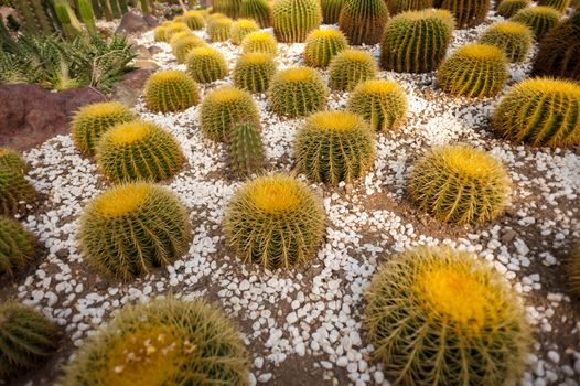 Beautiful small cactus field in Chengdu, China