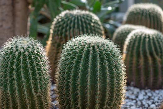 Beautiful small cactus field in Chengdu, China