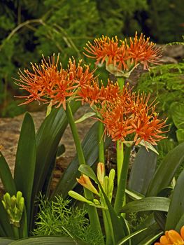 Haemanthus katherinae, Scadoxus in a teropical garden