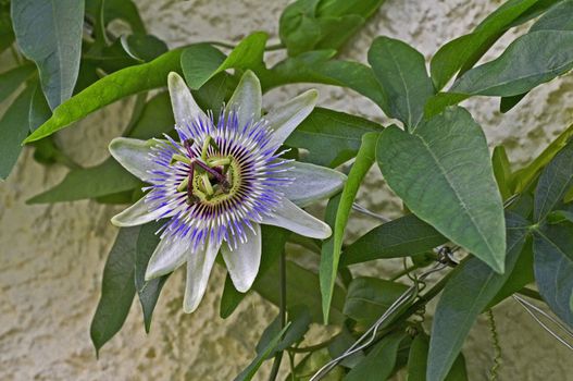 Passiflora vitifolia 'White Lightning' in flower climbing a wall