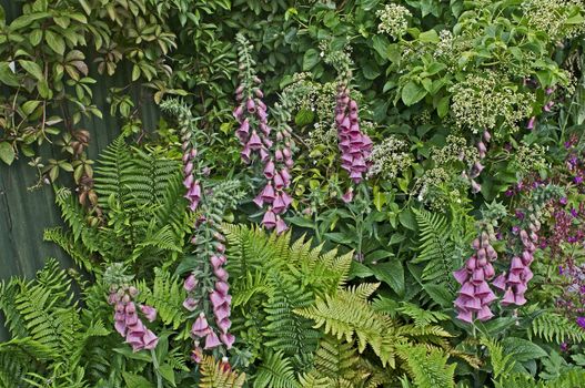 Close up of a flower border with flowering Foxgloves and ferns