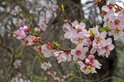 Close up of flowering Almond Blossom
