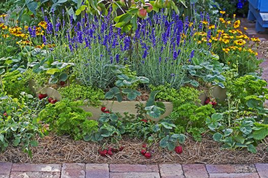 Strawberries, lavender and apples in a vegetable garden 