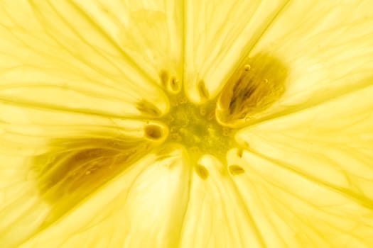 Fresh lemon slice detail backlit close-up view