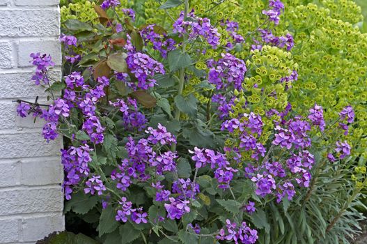 Euphorbia and Lunaria in a cottage garden flower border