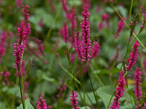 Polygonum amplexicaule 'Firetail' in close up
