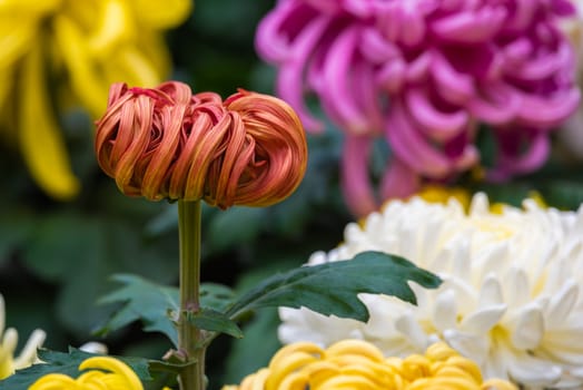 Multicolor chrysanthemum flower bed in Chengdu, China