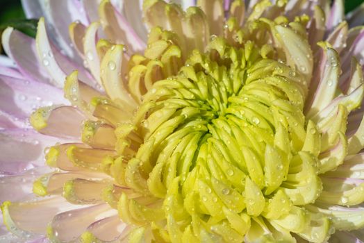 White and yellow chrysanthemum flower head close-up