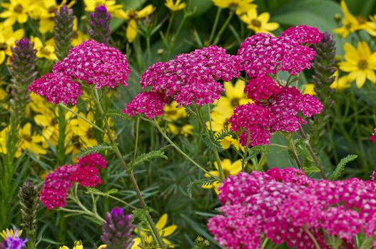 Detail of Achillea millefolium in colourful border