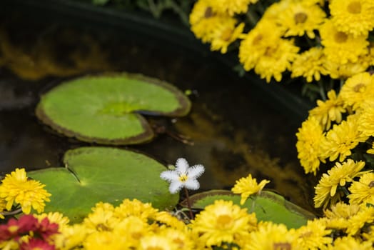 Nenuphar leaves and yellow flowers in a pond