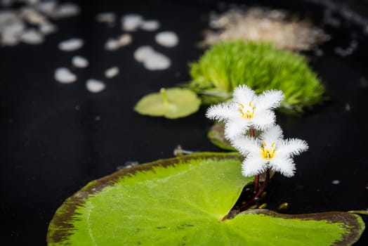 Nenuphar leaves and white flowers in a pond