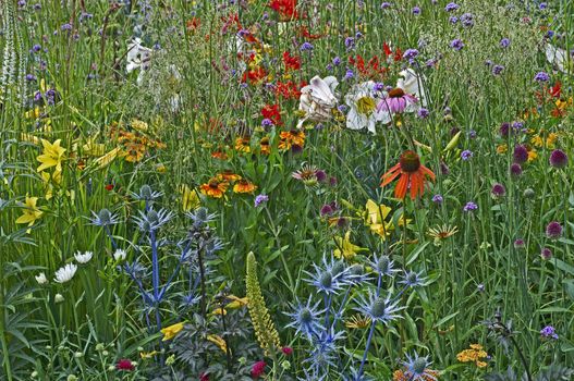A colourful display of natural and cultivated flowers to create a flower meadow