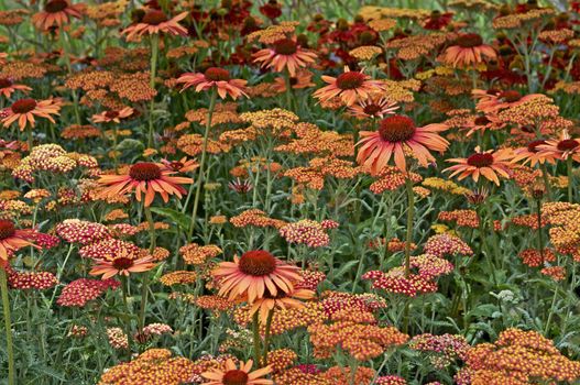 Close up of Achillea 'Paprika' and Echinacea 'Sunset' in a flower bordser