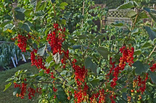  Red Currants 'Rovada' close up in a Fruit garden