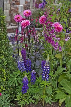 Detail of olourful planting in a raised bed of Dahlias and Lupins
