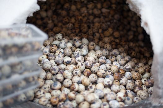 Quail eggs in a street market in Shanghai, China