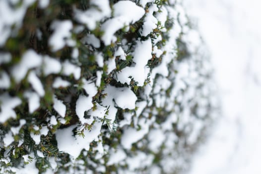 Close-up of pine tree with snow in a park