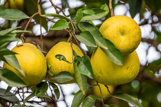 Yellow pomelo fruits hanging in a tree in China