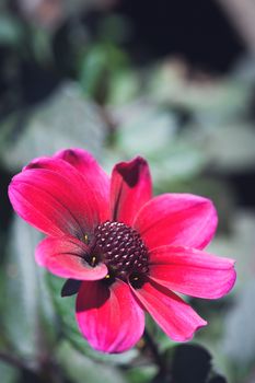 Cineraria - Pericallis hybrida -  flower head close up in a garden