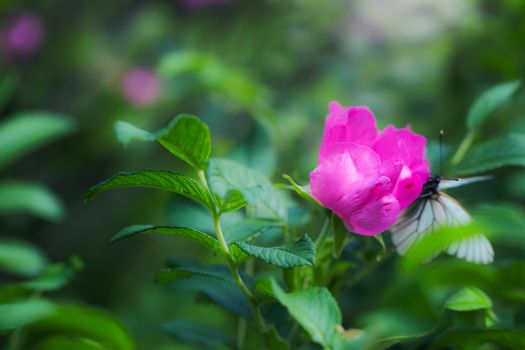 Blooming pink wild rose spring day close-up on a blurred background.