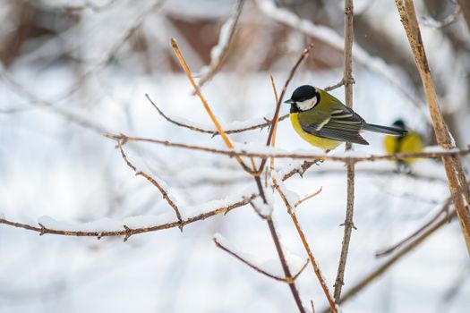 Titmouse on a snowy winter day sitting on a tree branch.