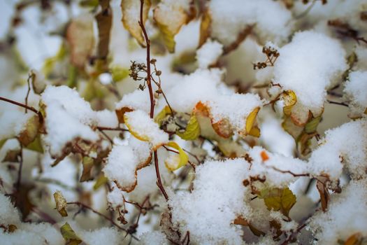 Dry plant covered with snow on a frosty winter day in the outdoor.