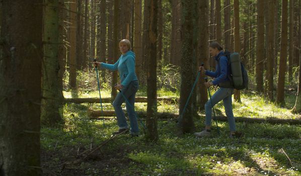 Women hiking in the coniferous forest with trekking poles. Trekking in the forest, active and healthy lifestyle concept