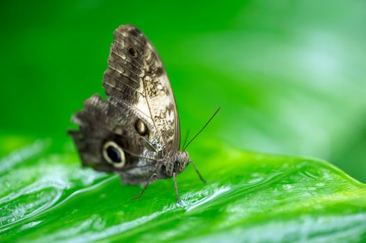 Butterfly close up on a green leaf macrophtography