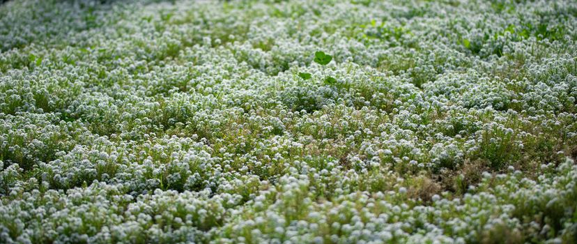 Carpet of small white fragrant flowers alyssum