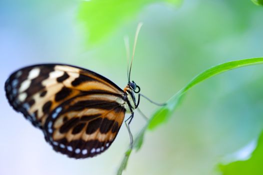 Butterfly close up on a green leaf macrophtography