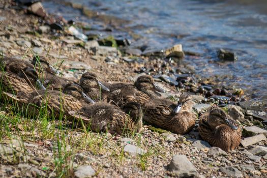 Wild ducks on a summer sunny day in the river.