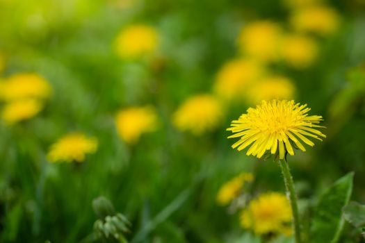 Dandelions close up on a blurred background.