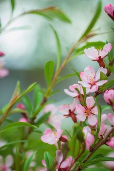 Spring flowering pink almond closeup in garden.