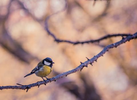 Titmouse on an autumn day sitting on a tree branch.