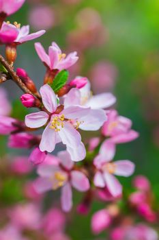 Spring flowering pink almond closeup.