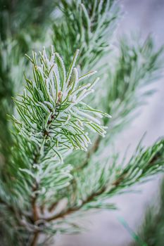 Fir branch in snow on a frosty winter day.
