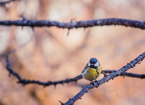 Titmouse on an autumn day sitting on a tree branch.