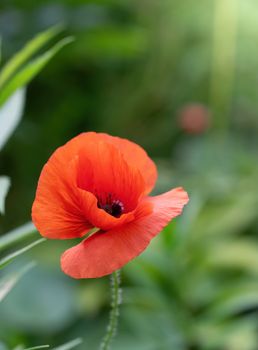 Red poppy flower closeup in summer in the garden.