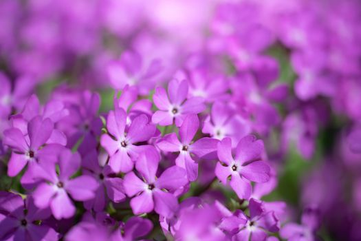 Purple phlox flower close up in garden on a summer day.