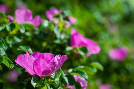Blooming pink wild rose spring day close-up on a blurred background.