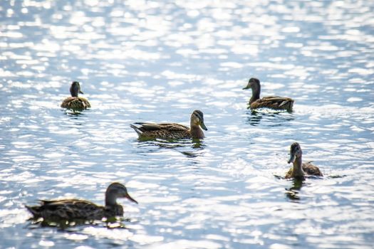 Wild ducks on a summer sunny day in the river.