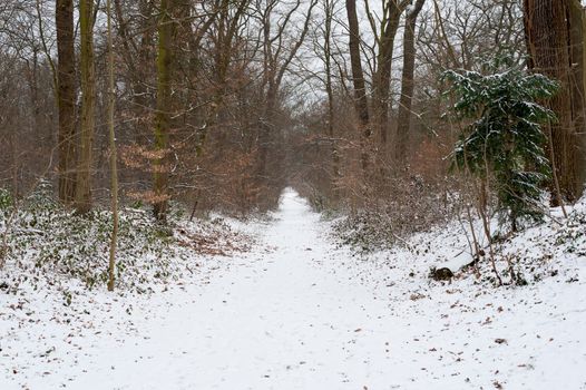 A path in a forest under the snow in winter, Rotterdam, Netherlands